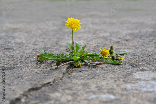 single dandelion flower breaks its way through the concrete, concept power of nature, copy space