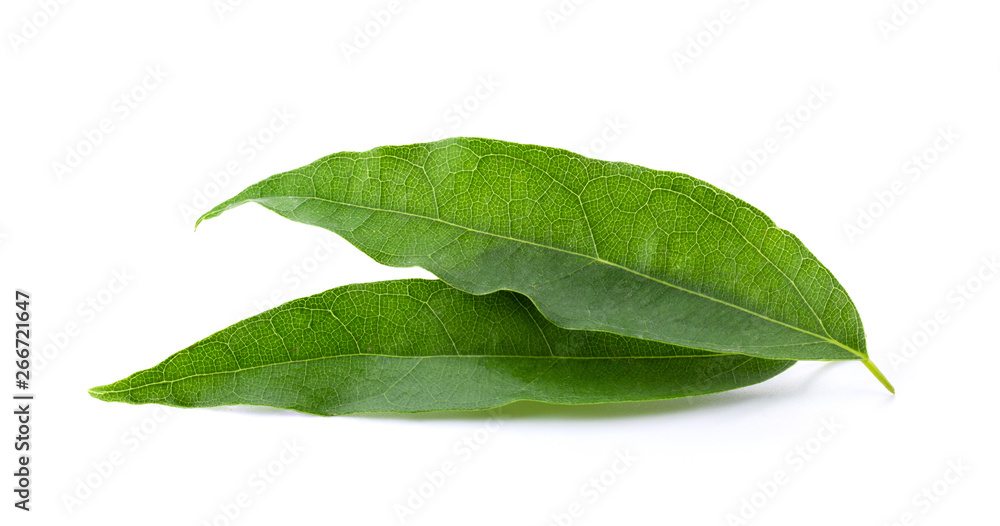 Obraz premium Bai-ya-nang (Thai name) (Tiliacora triandra). Thai herb full depth of field