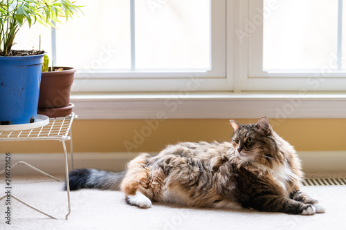 Cute large maine coon calico cat inside home lying down on carpet floor in house living room by windows and plants