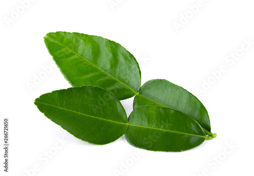 Bergamot leaf isolated on white background. full depth of field