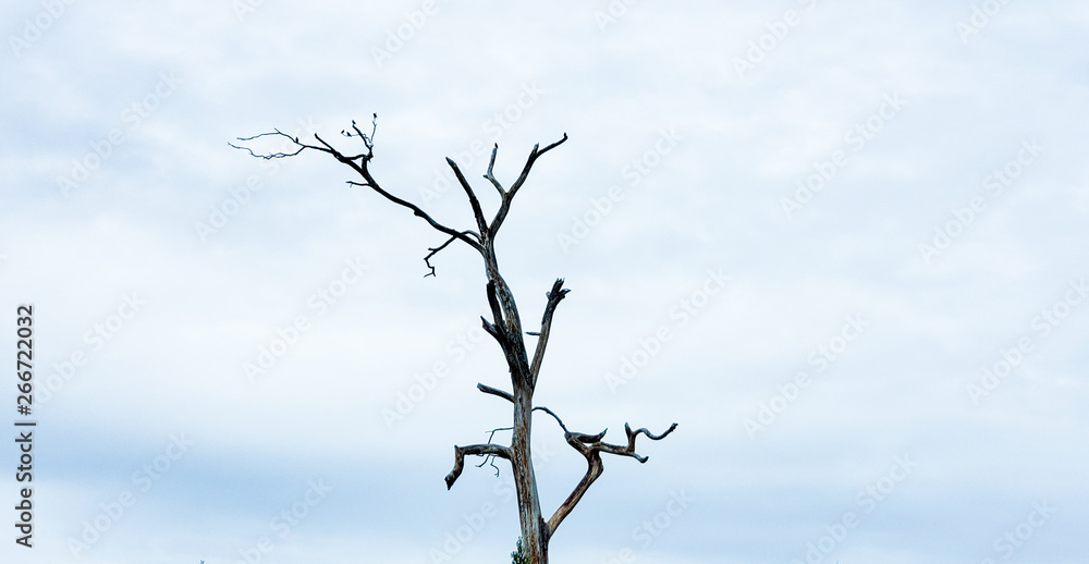 Dead tree blue sky