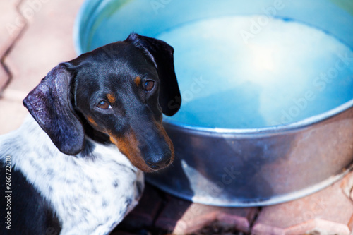 Dachshund dog drink water garden 