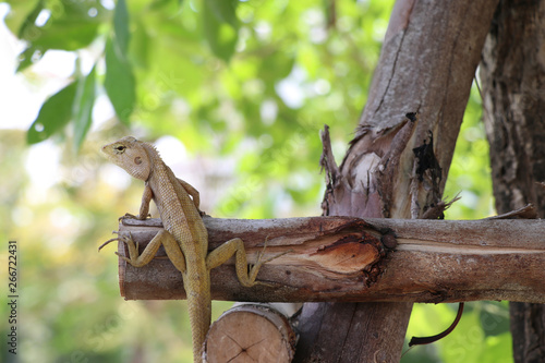 The lizard is on the tree. The lizard tried to camouflage the environment.