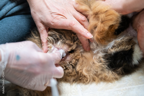 Closeup of calico maine coon cat behind receiving enema bulb overweight constipated sick feline people hands at home veterinarian petroleum jelly lube photo