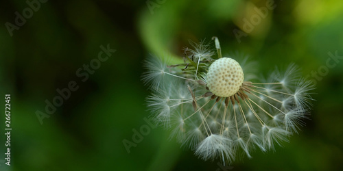 dandelion on background of green grass