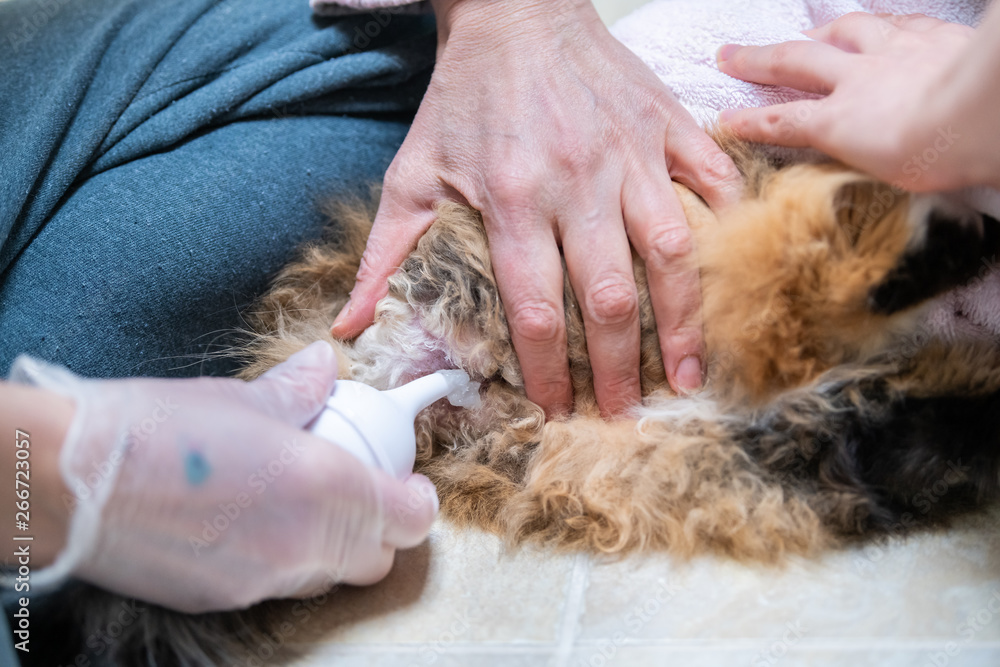 Cat behind receiving enema constipated sick feline people hand using  lubricant at home veterinarian petroleum jelly lube and bulb Stock Photo |  Adobe Stock