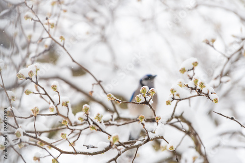 One blue jay bird bokeh blurry abstract background perched on tree branch during heavy winter in Virginia by flower buds
