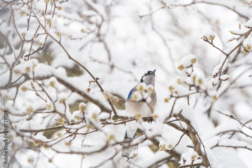One blue jay bird singing perched on tree branch during heavy winter in Virginia by flower buds