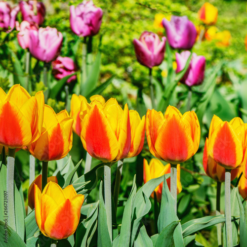 Tulip flowers in the botanical garden at day time.