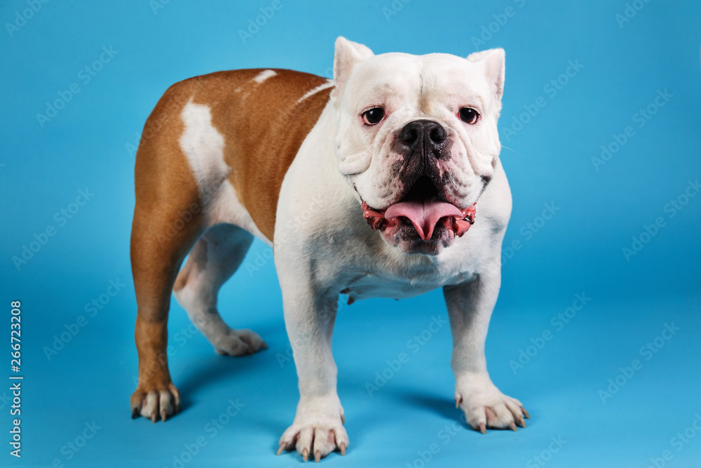 Portrait of English bulldog on blue background