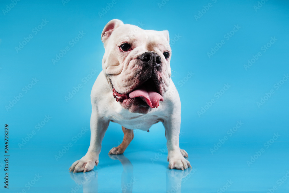 Portrait of English bulldog on blue background Portrait of English bulldog on blue background