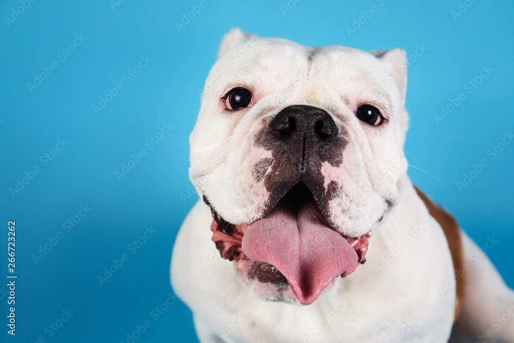 Portrait of English bulldog on blue background Portrait of English bulldog on blue background