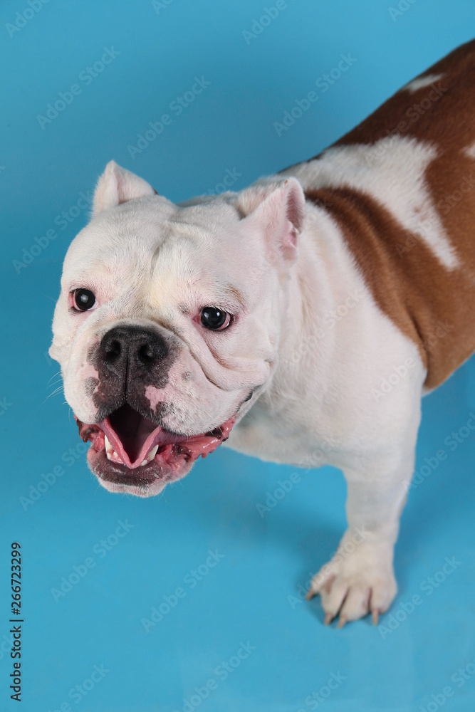 Portrait of English bulldog on blue background Portrait of English bulldog on blue background