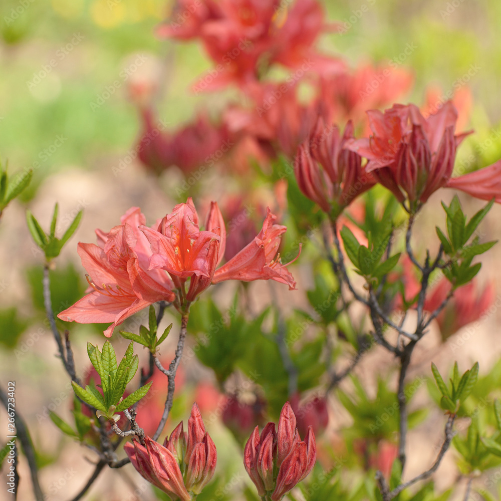 Beautiful blooming red flowers. Selective focus. Shallow depth of field, blurred background. Beautiful blooming red flowers. Selective focus. Shallow depth of field, blurred background.