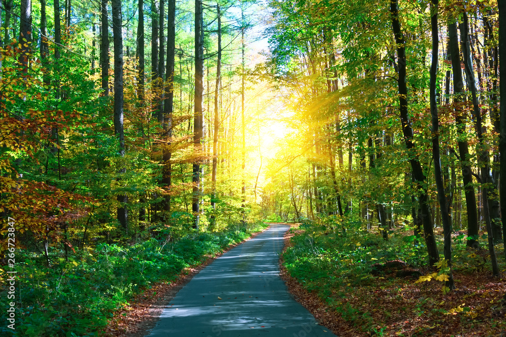 Fototapeta premium Autumn forest with footpath leading into the scene. Sunlight rays through the autumn tree branches. Copy space