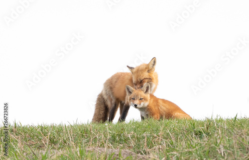 Red fox Vulpes vulpes and her kit on a grassy hill in springtime in Canada 