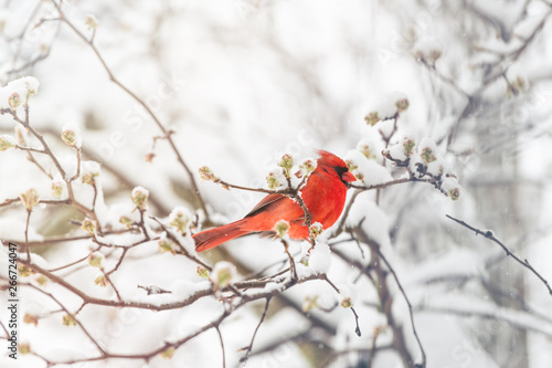 One male northern cardinal Cardinalis bird or redbird perched on tree branch during winter snow in northern Virginia with red beak and flower buds