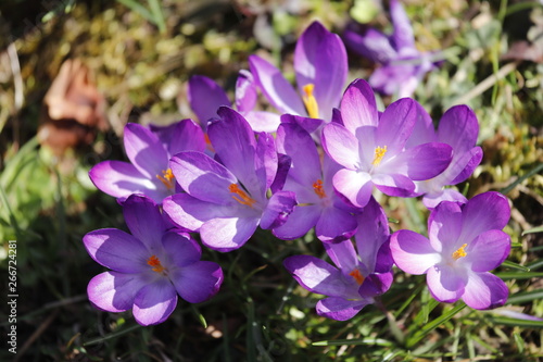 Krokusse lila orange auf einer Blumenwiese im Fr  hling.