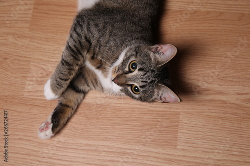 Studio shot of a gray and white striped cat lying on the floor