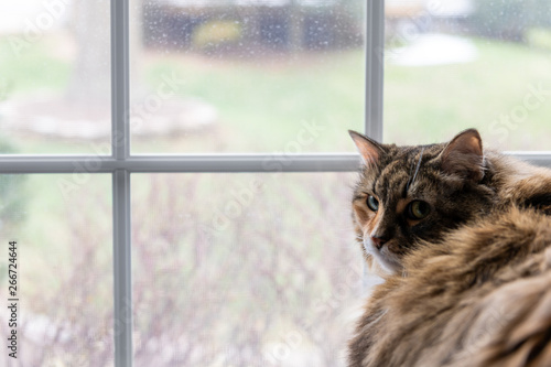 Closeup of female maine coon calico cat lying on chair indoors of house room window looking through outside, bird watching