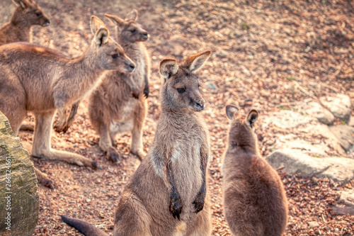 group of Western Gray Kangaroo