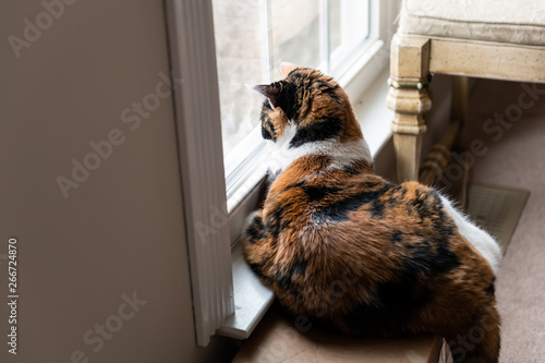 Female calico cat lying down by windowsill indoors in house room looking out through window on cardboard box