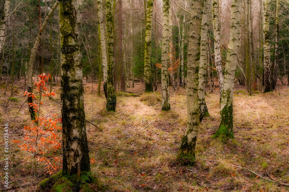 Obraz premium A shining forest