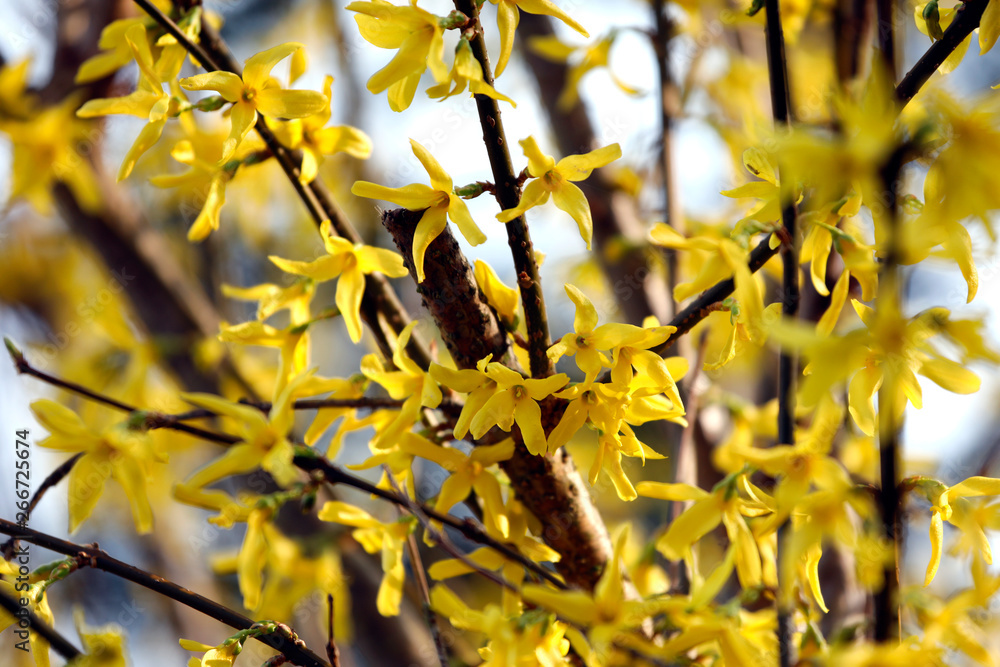 Pflanze Forsythie mit vielen gelben Blüten im Frühling als close up Stock  Photo | Adobe Stock