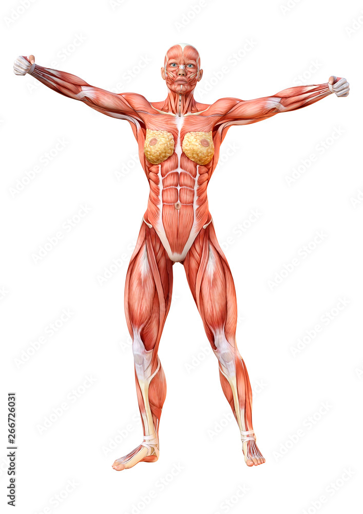 3D Rendering Female Anatomy Figure on White 3D Rendering Female Anatomy Figure on White