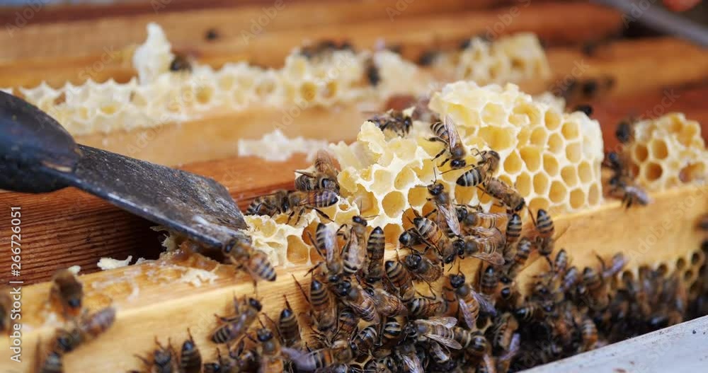 Frames of a bee hive. Beekeeper harvesting honey. Beekeeper Inspecting