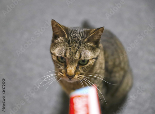 ちゅ~るを食べるキジトラ猫 photo