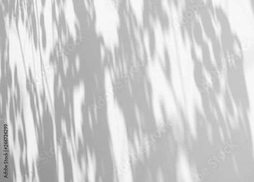 shadow of the leaves on a white wall