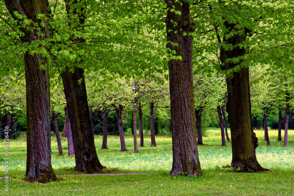 Fototapeta premium beautiful colors of nature in the spring Park