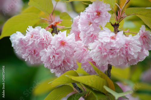Cherry tree in bloom. Sakura flowers. Cherry blossom. Sakura Japanese Spring Flowers. Pink Cherry Flowers
