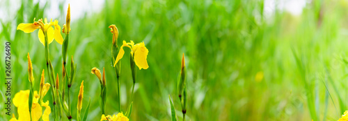 Fototapeta Naklejka Na Ścianę i Meble -  panorama view of Yellow flag iris on green color bokeh background,  pseudacorous  iris, yellow iris