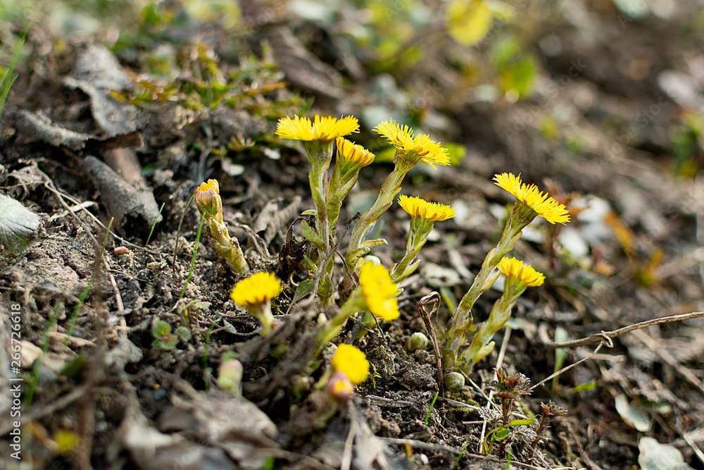 yellow flowers in garden yellow flowers in garden