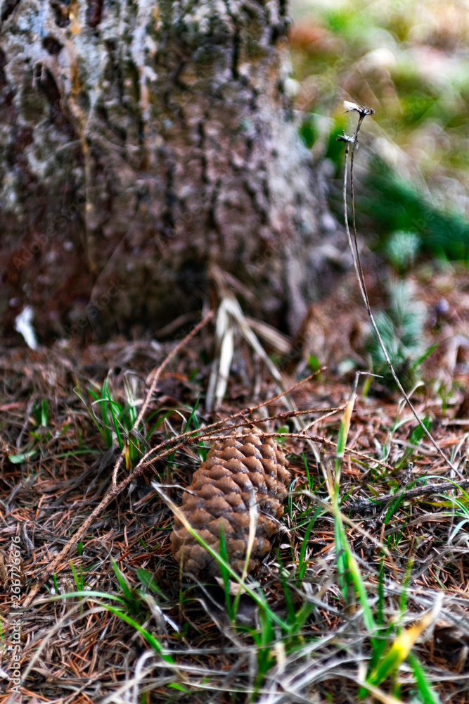 mushroom in forest mushroom in forest