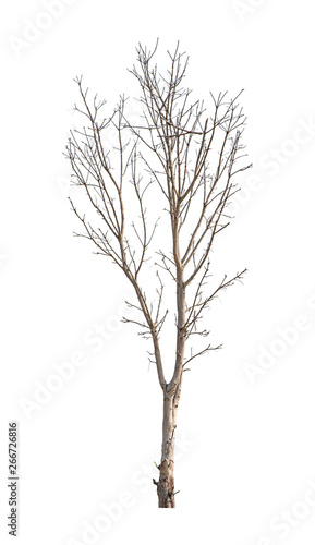 Isolated Deciduous trees But the trunk and branches on a white background with clipping path.