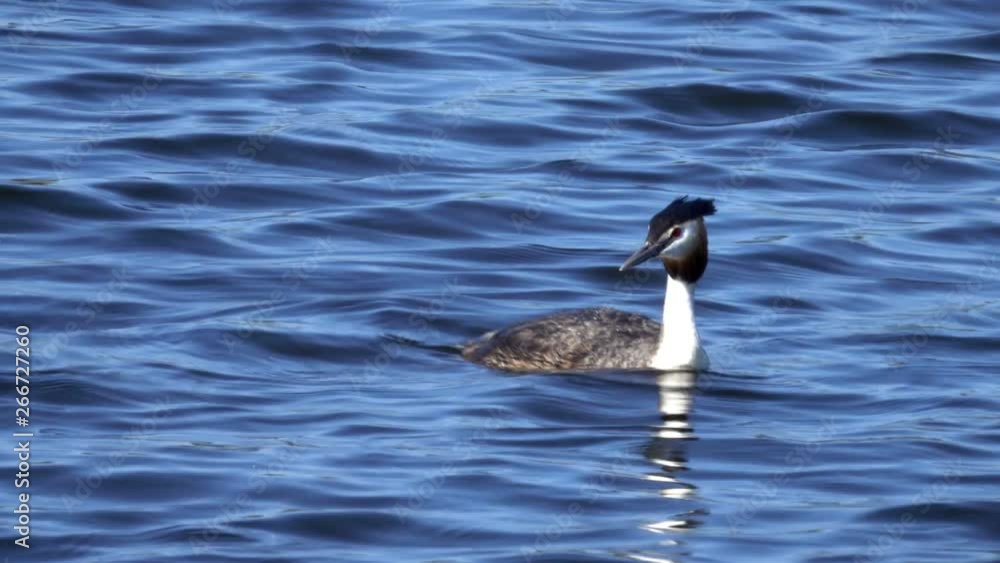 Grebe bird swims on the lake 4K Grebe bird swims on the lake 4K