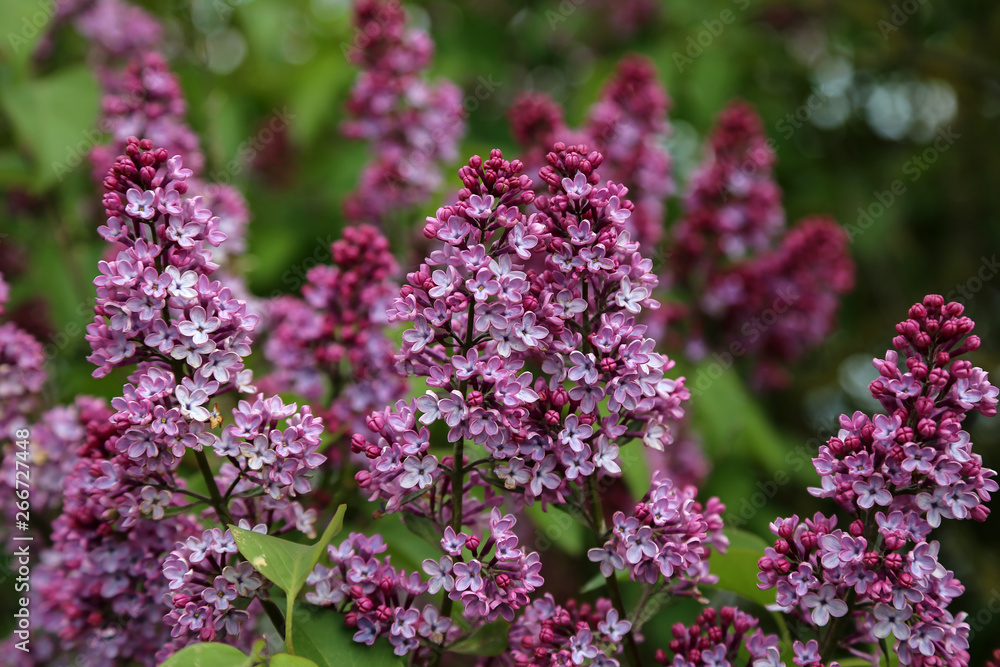Obraz premium Spring. Blooming lilacs in the town park