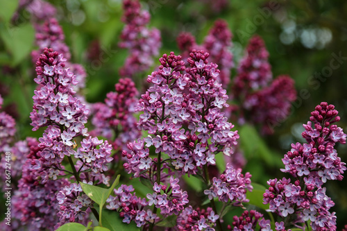 Spring. Blooming lilacs in the town park