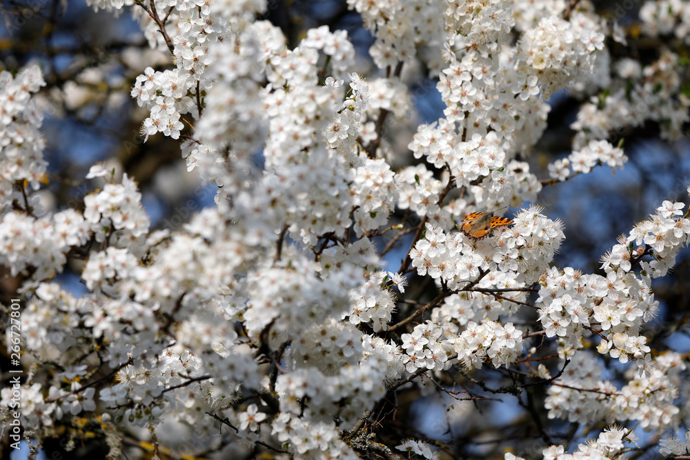 Weiße Blüten Obstbaum mit Insekten, Schmetterling kleiner Fuchs und Bienen im Frühling Weiße Blüten Obstbaum mit Insekten, Schmetterling kleiner Fuchs und Bienen im Frühling