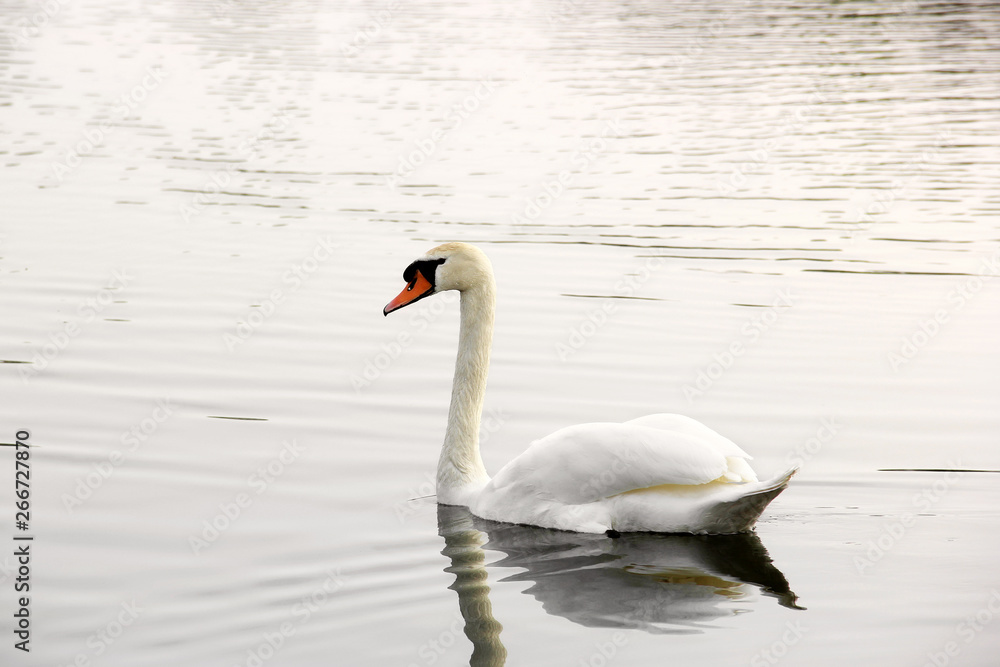 Swan. Beautiful swan on the water. Beautiful bird Swan. Beautiful swan on the water. Beautiful bird