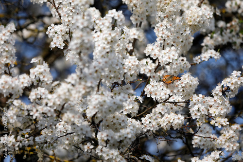 Weiße Blüten Obstbaum mit Insekten, Schmetterling kleiner Fuchs und Bienen im Frühling