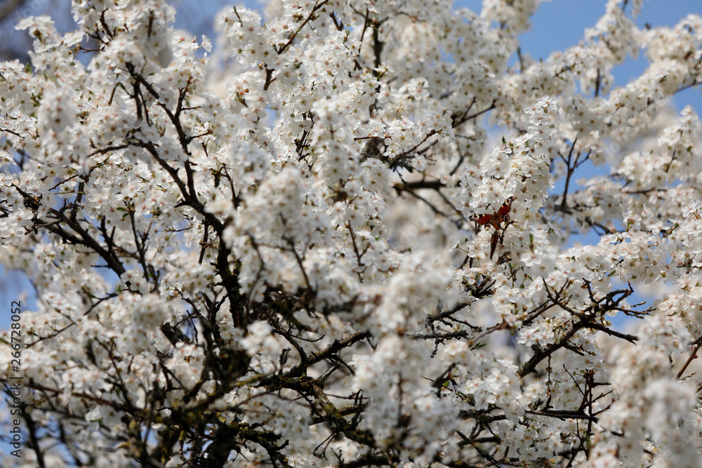Viele Insekten wie Schmetterlinge und Bienen finden an vielen weißen und rosanen Blüten des Pflaumen Baumes im Frühling Nahrung Viele Insekten wie Schmetterlinge und Bienen finden an vielen weißen und rosanen Blüten des Pflaumen Baumes im Frühling Nahrung