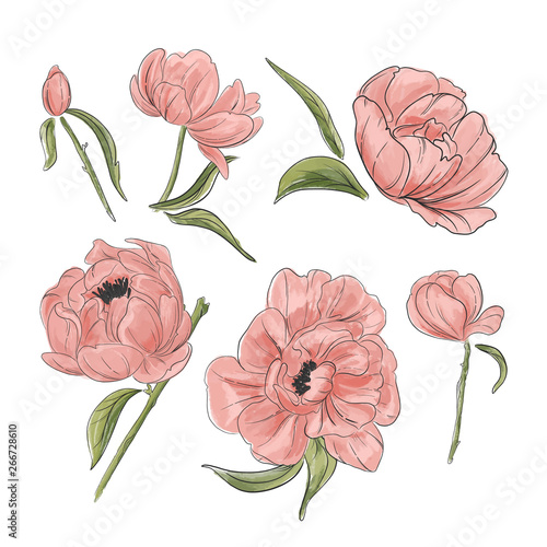 Tender pink peony decoration. Hand-drawn garden flowers clipart good for wedding invitations, clipart, greeting card. Vector watercolor illustration