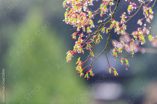 Fototapeta Naklejka Na Ścianę i Meble -  Background of bright vibrant vivid pink japanese cherry blossom flowers on tree against bokeh with wet rain drops in Eikando temple in Kyoto