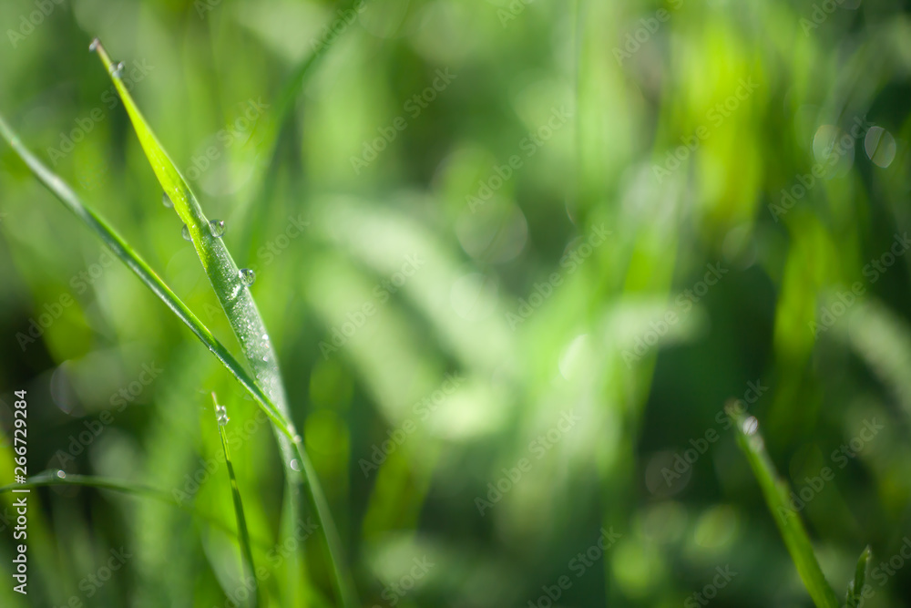 Green grass water drops close up in the morning background Green grass water drops close up in the morning background