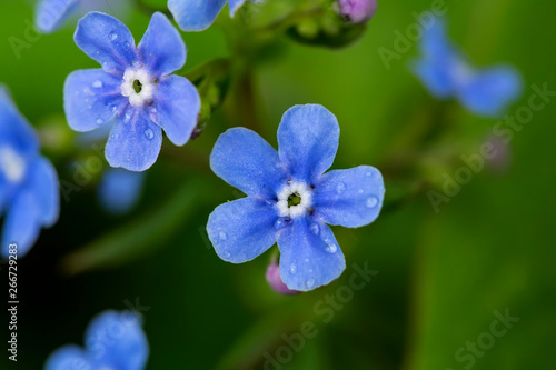 Beautiful, blue, fragrant flowers of Brunnera macrophylla or nezabudnik, on a blurred background. Macro.