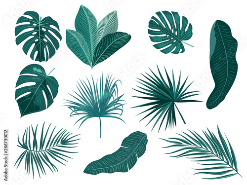 Tropical palm leaves on white background.